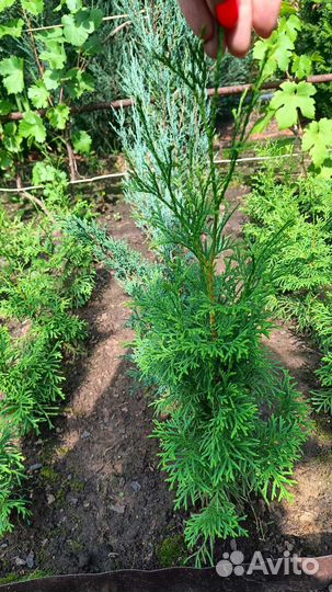 Туя смарагд