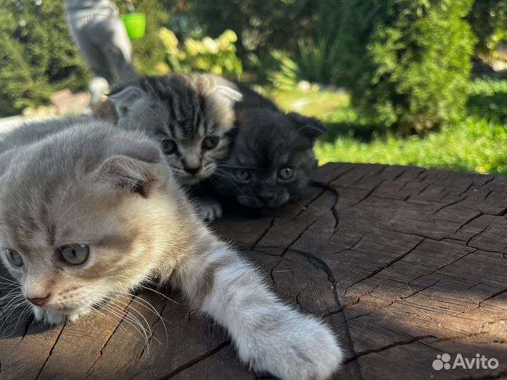 Вислоухие котята