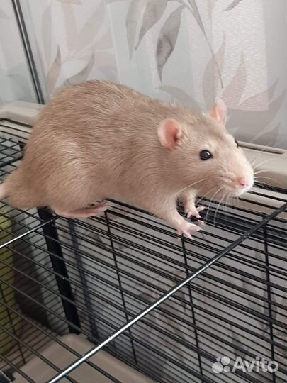 Передержка грызунов