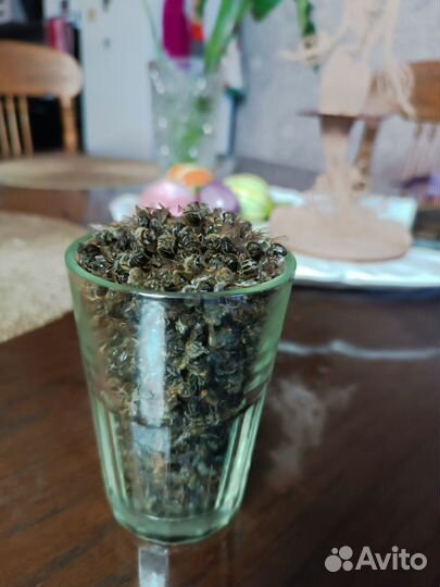 Пчелиный подмор