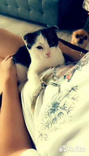 Кошка