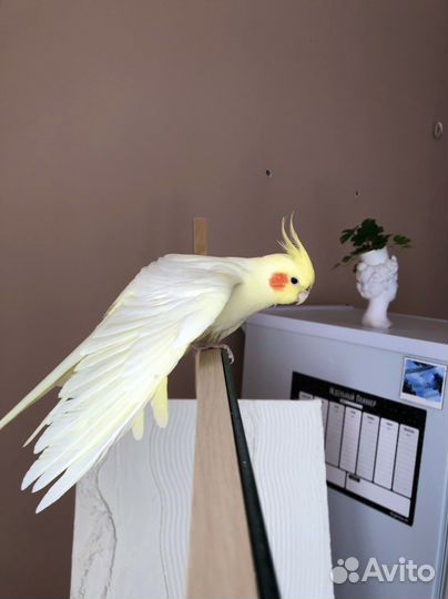 Попугай корелла самец с клеткой