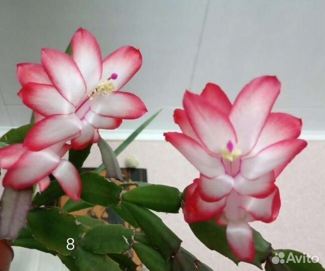 Декабристы