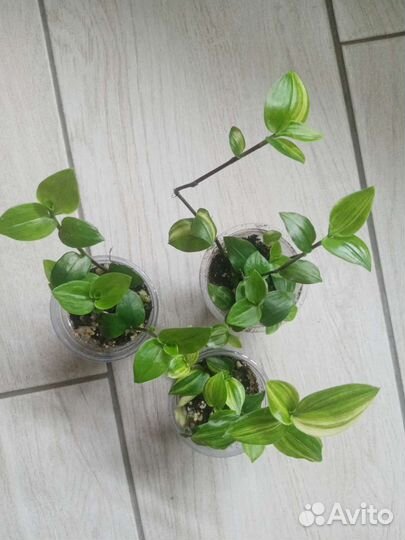 Традесканции