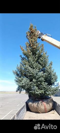 Ель голубая