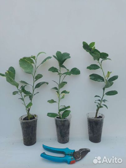 Лимон Пинк Эврика