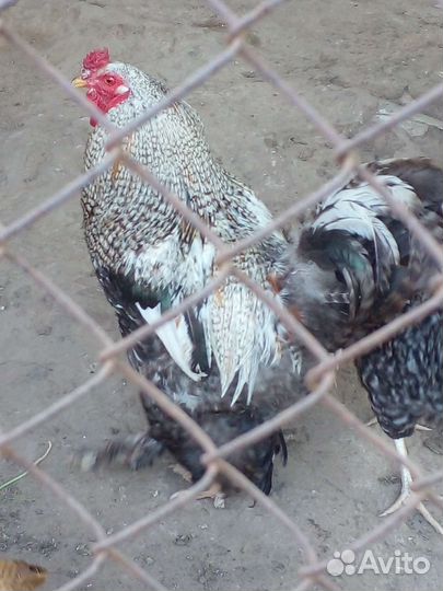 Инкубационное яйцо