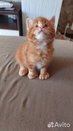 Котята мейн-кун полидакт