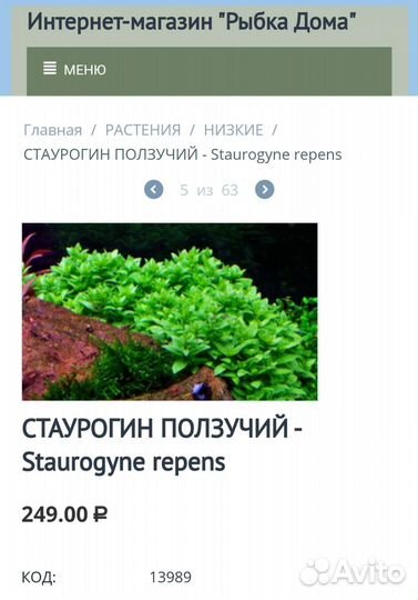 Стаурогин ползучий Аквариумные растения