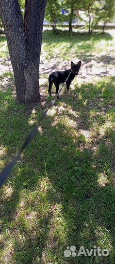 Щенки бесплатно