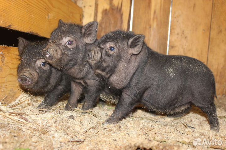 Вьетнамские вислобрюхие поросята
