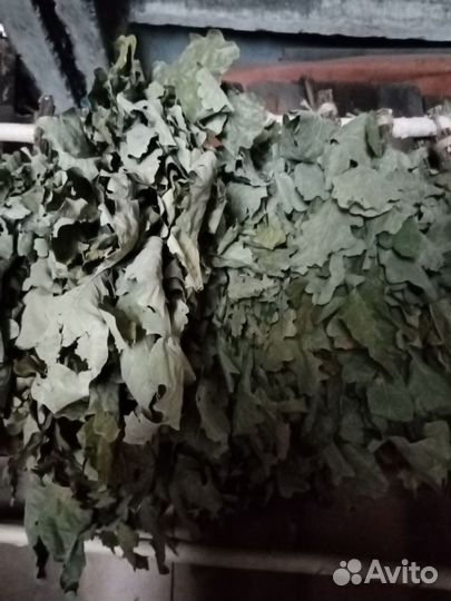 Веники дубовые