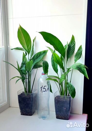 Спатифиллум Свит Лауретта (Женское счастье)