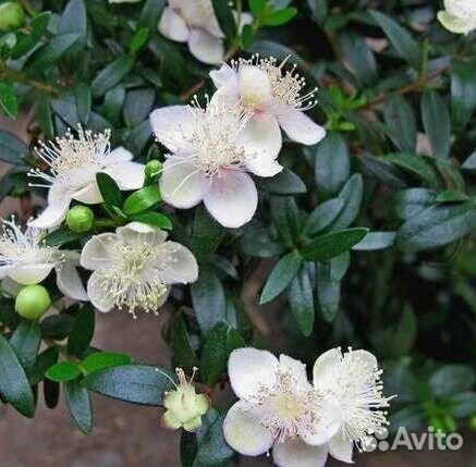 Мирт комнат. Зелёный и пестр. Розмарин