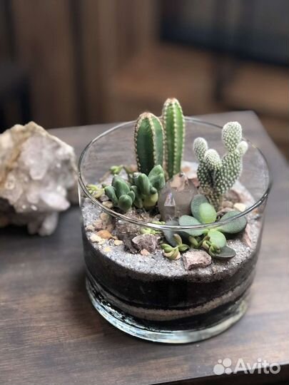 Флорариум с кактусами, суккулентами и кристаллами