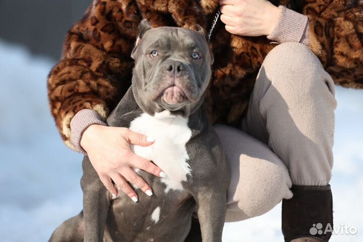 Американский булли Девочка