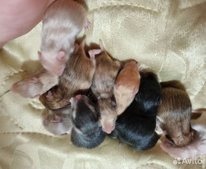 Сирийские хомячки элитные