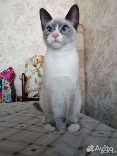 Кошечка в добрые любящие руки