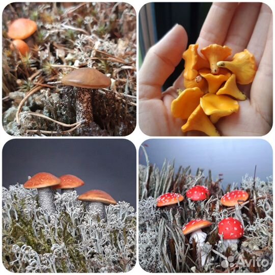 Новые мини фрукты овощи грибы игрушки для развития