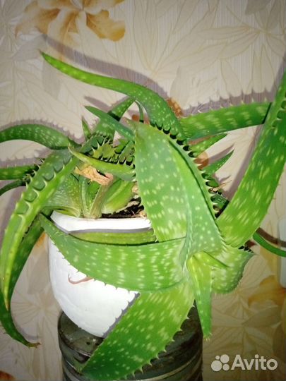 Цветок алоэ вера