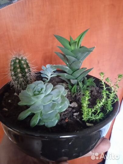 Композиции из кактусов