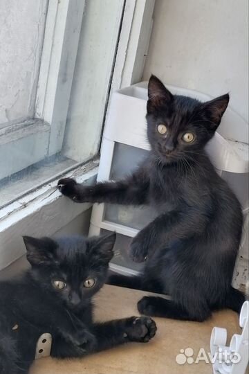 Котятки бесплатно