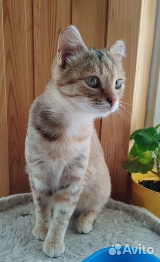 Кошечка в добрые руки