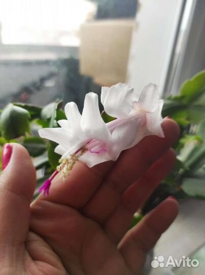 Декабрист шлюмбергера разные