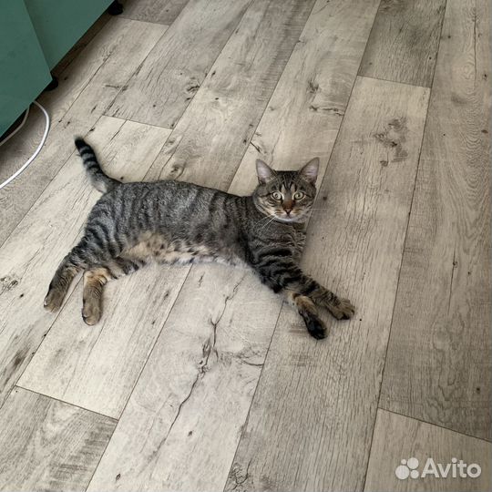 Кот бесплатно