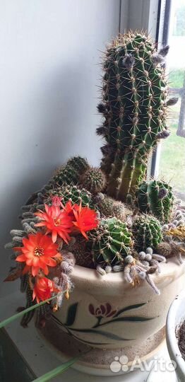 Кактусы и суккуленты