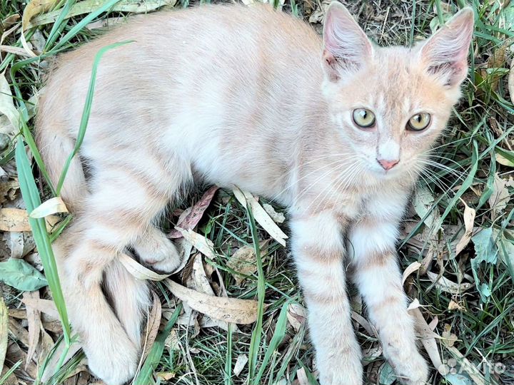 Котята в добрые руки мальчики
