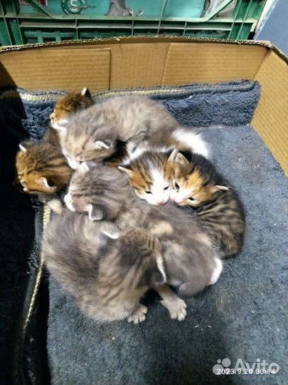 Кошки