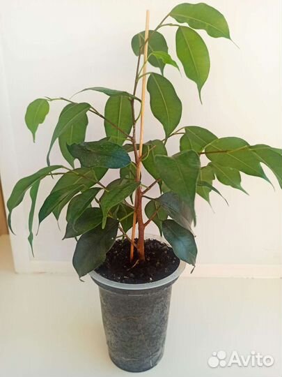 Фикус бенджамина