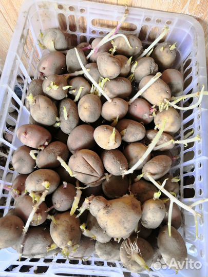 Семенной картофель