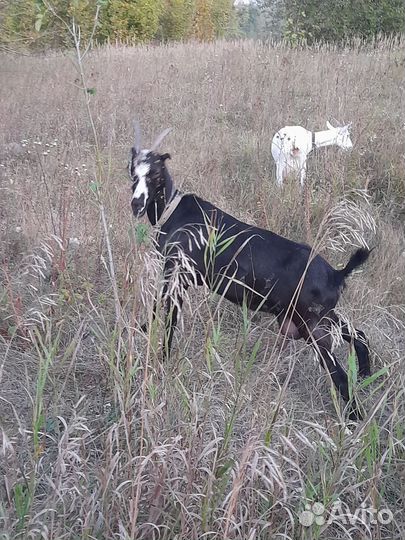 Козы, петушки