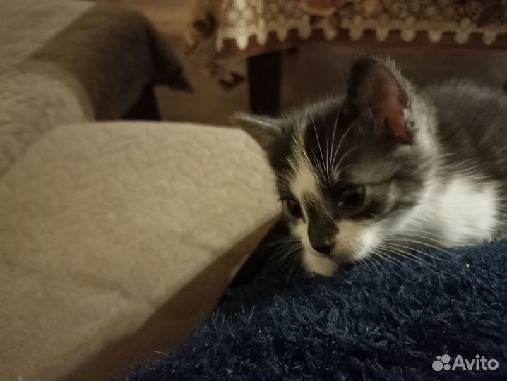 Отдам в добрые руки