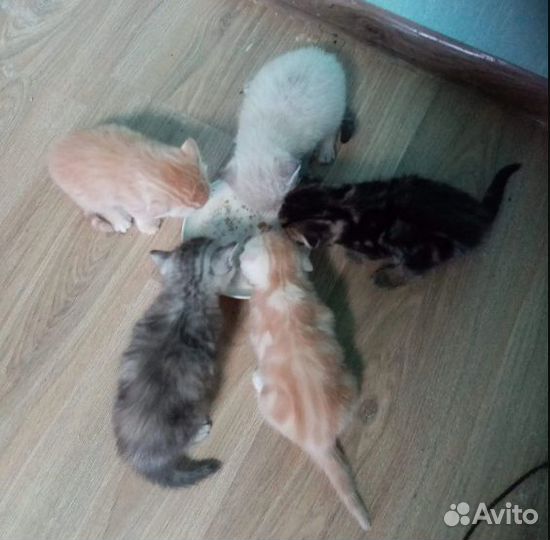 Британские котята