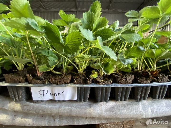 Рассада клубники ксд/нсд кассета, фриго, минитрэй