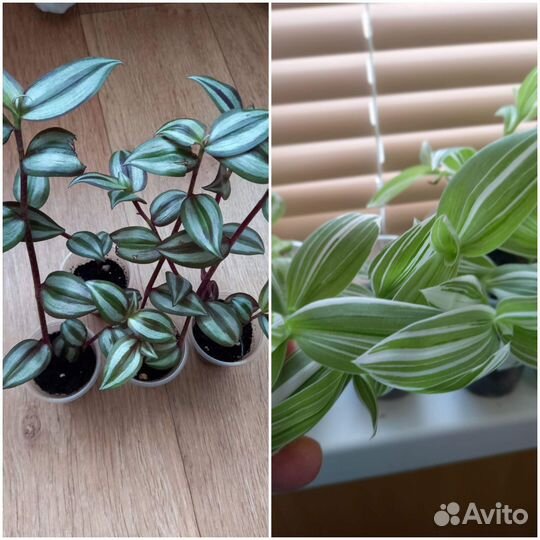 Карасула денежное дерево