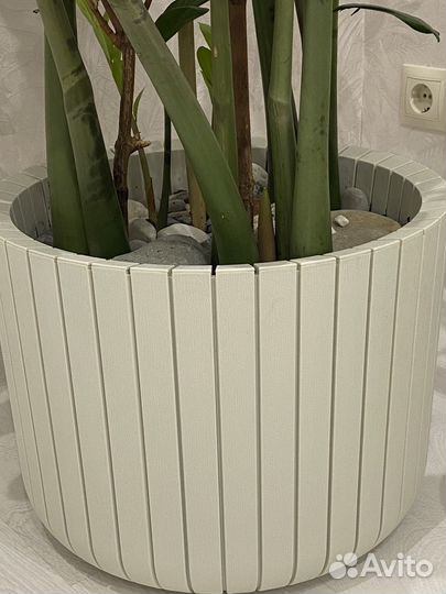 Замиокулькас