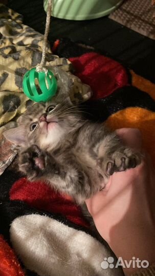 Девочка в ответственные руки