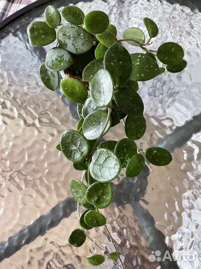 Хойи, дисхидии сортовые