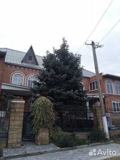 Ель голубая, на спил