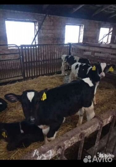Бычки и быки 1-2месяца