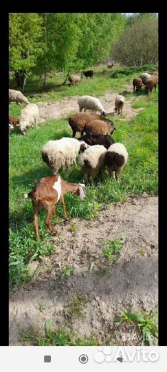 Бараны овцы эделбай