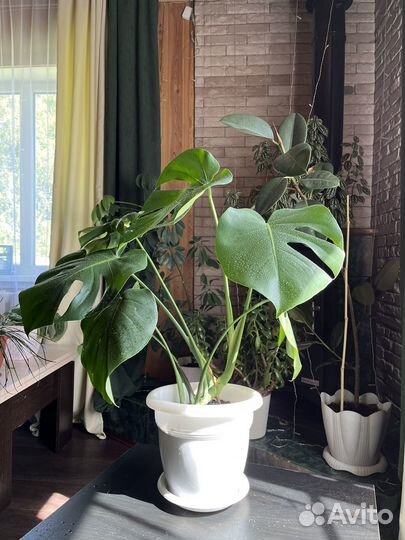 Комнатные растения