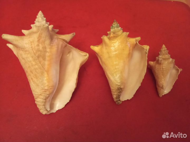 Морские ракушки раковины