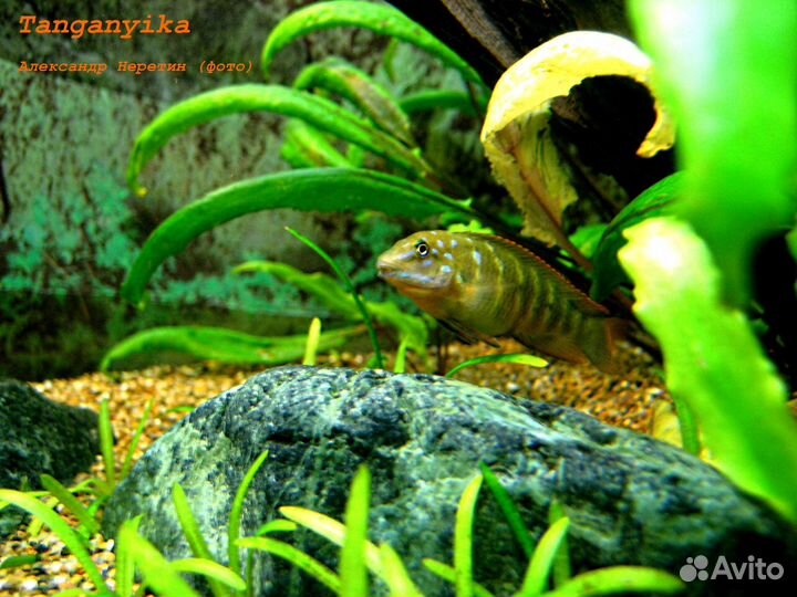 Обслуживание и оформление аквариума