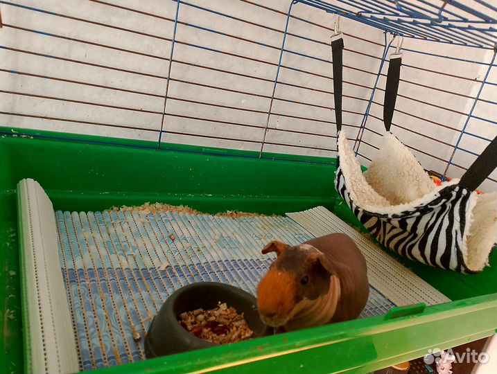 Морская свинка (скини)