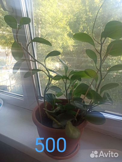 Комнатные растения цветы